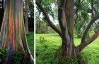 L'Eucalyptus arc-en-ciel est un arbre extraordinaire avec un tronc multicolore pouvant atteindre 75 mètres de hauteur