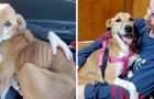 This dog is finally saved by a generous woman after having lived on the street for years