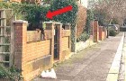 Cette femme est sortie de sa voiture pour aider un chien qui avait fait tomber son animal en peluche par-dessus le mur de la maison