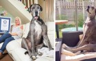 Freddie ist die größte Deutsche Dogge der Welt: Mit seiner Höhe von 2,5 Metern trat er in das Guinness-Buch der Rekorde ein