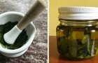 Homemade bay leaf oil is a concentrate of vitamins and goodness that can be used to flavor any dish