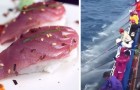 Thunfisch könnte ein seltenes Nahrungsmittel werden: unser Verlangen nach Sushi gefährdet sein Überleben