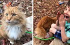 Ce chat se présente à la maison d'un enfant qui venait d'en perdre un : entre les deux, ça a été l'amour au premier regard