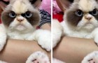 Video Divertenti