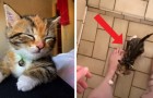 Deze kat heeft zoveel contact nodig dat ze haar baasjes volgt, zelfs onder de douche