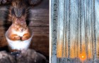 Die Fotos dieses talentierten Jungen zeigen die ganze Magie der finnischen Wälder