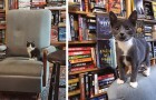 Tra gli scaffali di questa libreria si aggirano liberamente dolci gattini e i clienti possono anche adottarli