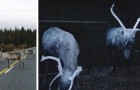 Une association finlandaise pulvérise un spray réfléchissant sur les cornes de renne pour prévenir les accidents de la route