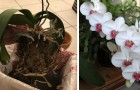 5 facteurs à prendre en compte pour prendre soin de ses orchidées