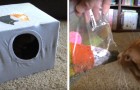 Video di Animali