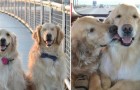 Un chien guide pour chiens : ce Golden Retriever aveugle se fait guider par son meilleur ami à quatre pattes