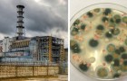 Chernobyl: nel reattore nucleare cresce un fungo che resiste alle radiazioni e sembra 