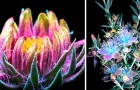 Questo fotografo è riuscito a immortalare la luce magica e invisibile emessa dalle piante