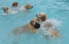 La fiesta en la piscina donde todos los amantes de los perros quisieran ser invitados