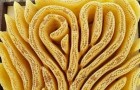 De artistieke kant van de natuur: deze bijenkolonie heeft een hartvormige bijenkorf gebouwd