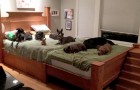 Ehemann und Ehefrau bauen ein riesiges Bett zum Schlafen, für sich und ihre 8 Hunde von der Straße 