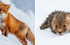 Durante le pause dal suo lavoro, questo ragazzo scatta delle meravigliose foto alle volpi rosse che vivono nella tundra