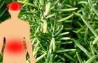 7 voordelen van rozemarijn, een plant die nuttig is voor het verbeteren van de concentratie en het bevorderen van de spijsvertering