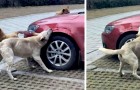 Il chasse méchamment un chien qui dormait sur sa place de parking, mais l'animal 