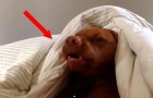 This dog just shows that EVERYONE hates the wake-up alarm !!
