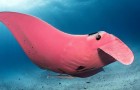 Questo fotografo è riuscito a immortalare un rarissimo e meraviglioso esemplare di manta rosa