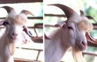Video Video's van dieren Dieren
