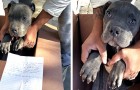  A 12-year-old boy leaves his puppy dog in front of an animal shelter to save it from his abusive father