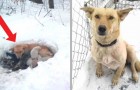 This dog kept her baby pups from freezing to death by burrowing a hole in the snow and shielding them with her body 