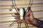 Vidéos d' Araignée