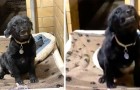 This cute pup smiles every anytime someone talks to him or showers him with compliments 