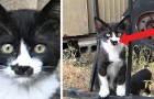 Video de Gatos