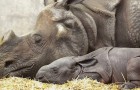 Après de nombreuses tentatives, cette maman rhinocéros a donné naissance à sa petite : un grand espoir pour l'espèce