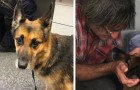 His boat starts sinking unexpectedly in the middle of the ocean: his dog stays by his side for 11 hours, finally finding someone to rescue them 
