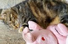 Video Katzenvideos Katzen