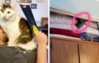 17 scenes of daily life that only our pets can bring alive