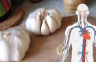 5 benefits of garlic, a plant with antibacterial and nourishing properties that is a friend to our health