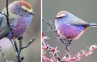 Vidéos d' Oiseaux