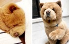 Chowder, der Chow Chow, der eher aussieht wie ein Teddy als ein Hund