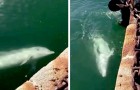 Video Delfini