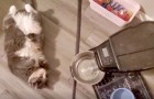 Vidéos de Chats