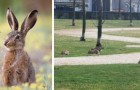 Milano: con gli uomini chiusi in casa, i conigli si riappropriano dei parchi cittadini