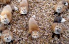 Au Japon, il existe une oasis naturelle où on peut passer la journée avec des centaines de beaux renards
