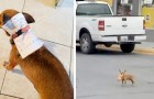 Video Dogs