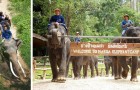 Das Coronavirus befreite 78 Elefanten in Thailand: sie müssen keine Touristen mehr auf dem Rücken tragen