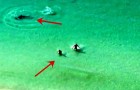 Zwei Jungen werden scheinbar von einem Hai angegriffen, doch sein Ziel ist offenbar doch etwas anderes