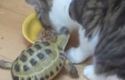 Personne ne peut échapper à la colère de la tortue guerrière!