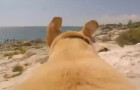 The extraordinary video of this labrador who is dying to get in the sea !