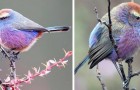 Video de Animales