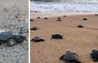 Video di Animali