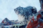 Un scientifique prend une photo très rare d'une femelle léopard des neiges, à seulement 20 m de distance